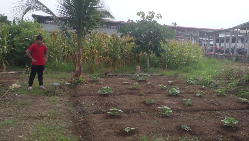 Desarrollan proyecto de siembra de hortalizas en Bocas del Toro