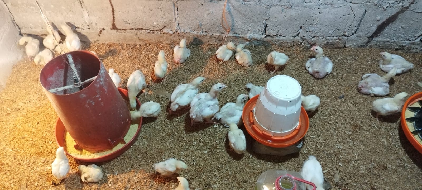 Desarrollan proyecto de cría de pollos en Darién