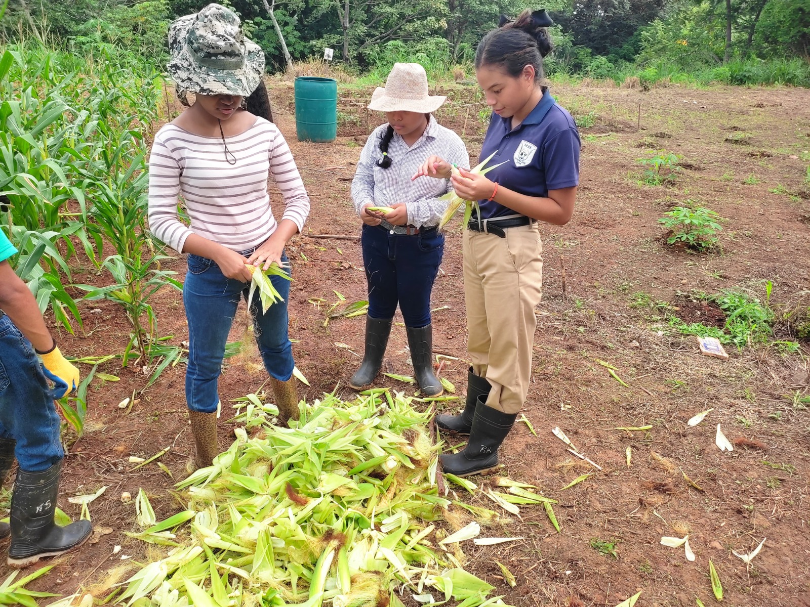 Proyecto agrícola escolar fortalece la formación técnica a estudiantes en Chepo.